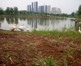 臨近端午，總經(jīng)理劉月琴組織人員農(nóng)莊采摘。